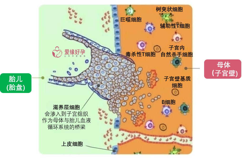 图2母胎界面是彼此免疫接触及调节的主要区域.png