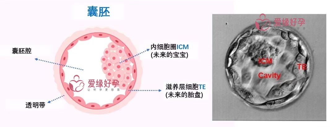 胚胎报告如何解读？4AB中的数字和字母分别代表什么含义？